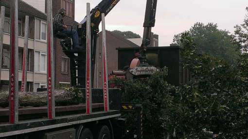 Verwijderen van bomen uit de tuin in Bergen op Zoom